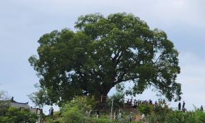  ‘이상한 변호사 우영우’의 ‘소덕동 팽나무’ 천연기념물 지정